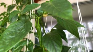 Острый перец "Блэйд F1": отличный урожай на балконе