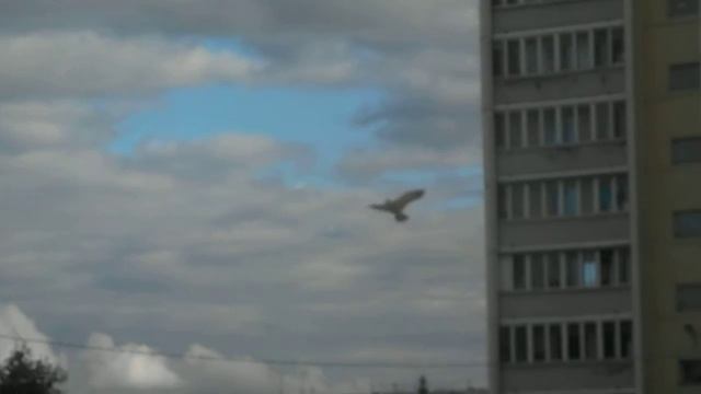 Омск, воздушный змей в виде птицы смотреть онлайн