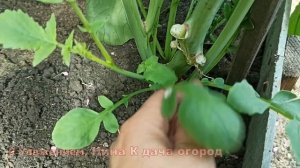 Выращиваю семена редиса только так, все в шоке ;) Семена Редиски не сложно вырастить самим