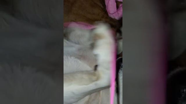 Asmr, мягкий шопот и поглаживание по шерсти собаки. смотреть онлайн