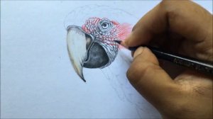 Scarlet Macaw Drawing in Color Pencils | Macaw Drawing | Bird Drawing