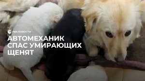 В Омске механик спас щенков.