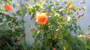 Вначале было лето а потом весна! 🌹🌹🌹Что растет, а что нет в нашем огороде🥒🥦 Кто еще появится у