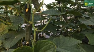 У нас в гостях ОГУРЧИКИ У НИКОЛАВНЫ!) Обмен опытом и мнениями. Качество огурца Лютояр на шпалере