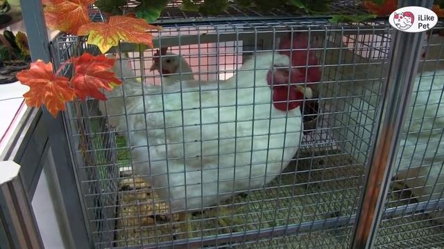 КРОСС  КУР РОСС 308 Агропромышленная выставка Золотая  осень 2016 iLikePet смотреть онлайн