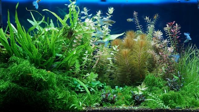 Как подобрать количество внесения удобрений для аквариума смотреть онлайн