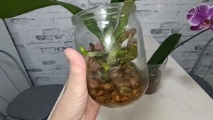 Первое цветение подростка из 2,5 орхидеи Нью-Йорк