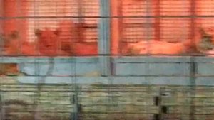 Кострома.Цирк шапито Империал