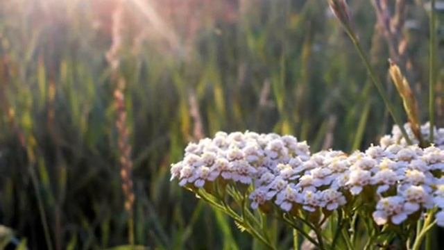 Утренняя песенка