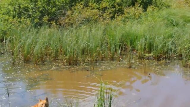 Карело финская лайка (КФЛ) и утиный выводок. смотреть онлайн