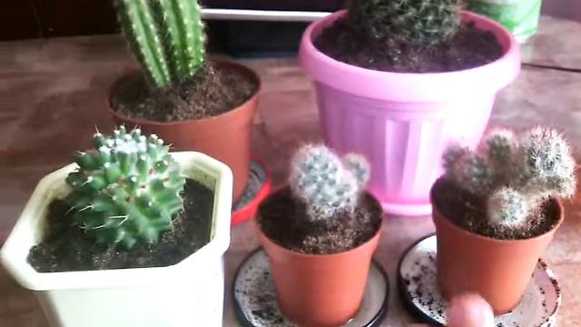 мой кактус 2014 смотреть онлайн