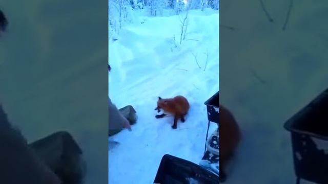 Лиса отжимает рыбу у рыбаков ))) смотреть онлайн