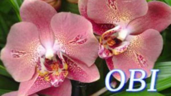 №919/ СВЕЖЕЕ поступление КРАСИВЫХ орхидей в OBI