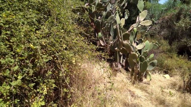 Ичмелер, Турция. Парк. Опасный кактус. смотреть онлайн