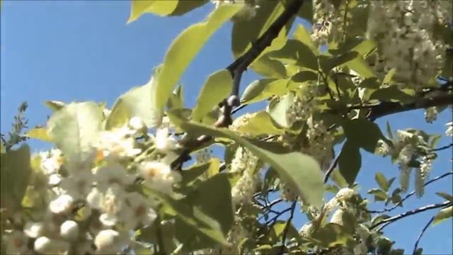 ВИДЕО НАРЕЗКИ ВЫХОДНЫХ НА ДАЧЕ#Готовимнакостре#ДачаСадОгород#МояЛюбимаяДача#Жизньнадаче