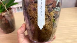 плесень на коре в горшках орхидей НЕ СТРАШНО / корни орхидей и цветонос проснулись