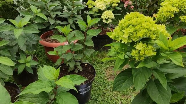 Подкармливать ли гортензию во время цветения? Не закладываются бутоны,хлороз гортензий,болезни...⁉️ смотреть онлайн