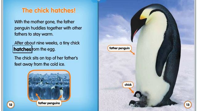 Penguin chicks-Penguin babies смотреть онлайн