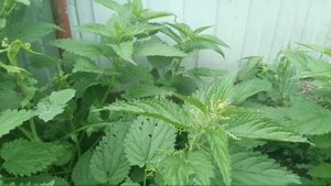 КРАПИВА КИЧИТКИ УТ ШИФОСИ