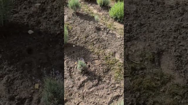 Лаванда 💜 Осеннее цветение смотреть онлайн