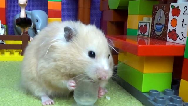 Tiny Hamster Playing on the Lego Playground
