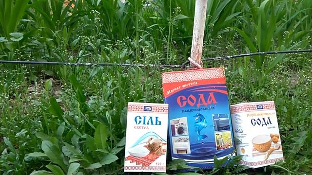 Удобряем растения содой смотреть онлайн
