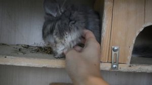 Осмотр шиншиллы.