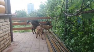 Альпийские козы на 6 ти сотках в центре Волгограда