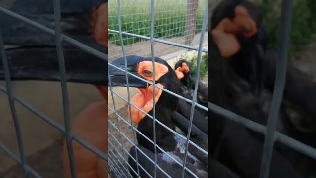 Парк птиц. Кафрский ворон с голубыми глазами и длинными ресницами угощает своих зрителей! :-) смотреть онлайн