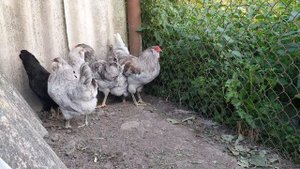 Болезни домашней птицы. Сальмонеллёз. Diseases of poultry. Salmonellosis.