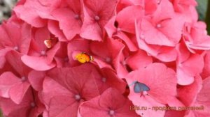 Гортензия крупнолистовая Мася (hydrangea masja) ? Мася обзор: как сажать, саженцы гортензии Мася