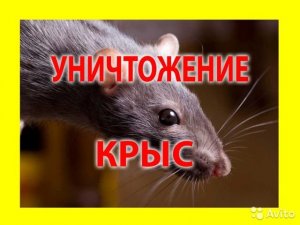 Как избавиться от крыс.Как избавиться от крыс в доме.