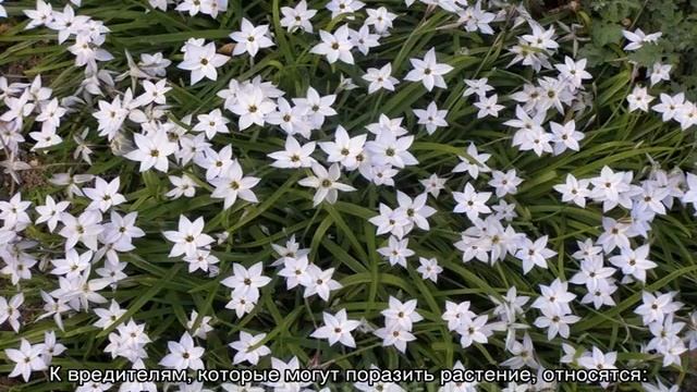 Цветы ифейон —  посадка и уход в открытом грунте