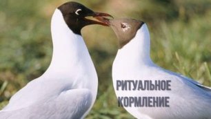 Азов, чайки.mp4