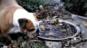 Английский бульдог Молли#Осень..