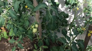 Простая и эффективная подкормка помидоров ..mp4