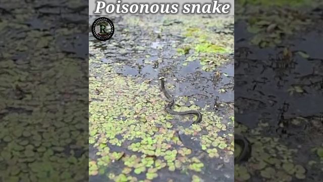 poisonous snake ? #facts #shots #viral