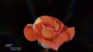 ERNESTO CORTAZAR - Autumn Rose