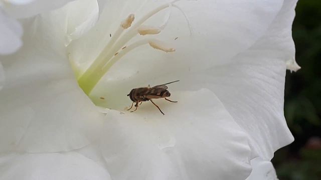 Bee sucking nectar from a Gladiolus flower смотреть онлайн