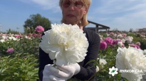 Антарктида пион. Пулков сад