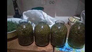 Хвойный квас- напиток  долголетия.