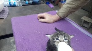 Когда у кошки мало молока - приходится из соски кормить