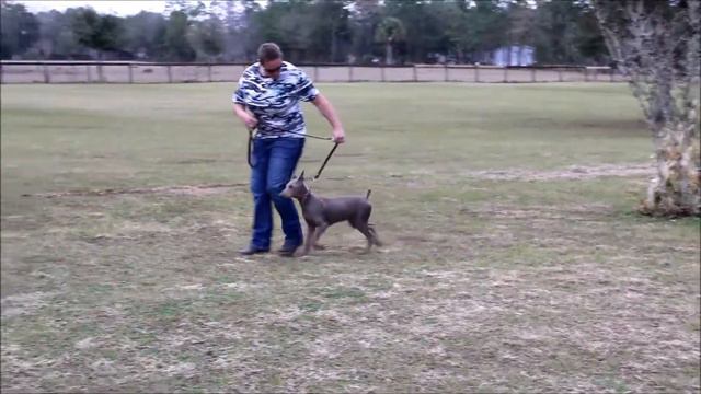 Magnolia 1 week puppy academy update (service dog in training stage 1) смотреть онлайн