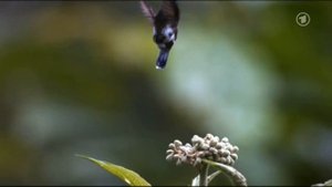 колибри - это единственная птица, которая не умеет......