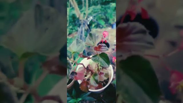 "Begonia" | "Ornamental House Plant""  |"" plant love ""