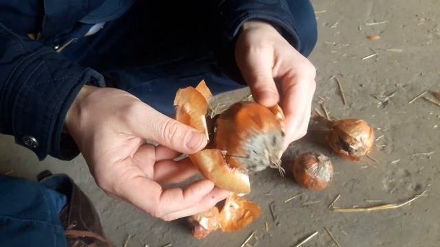 Болезни лука Onion Diseases