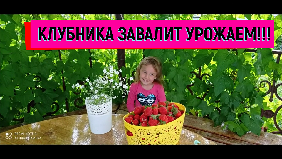 #клубника КЛУБНИКА.ПОДКОРМКА ВО ВРЕМЯ ЦВЕТЕНИЯ ДЛЯ ОГРОМНОГО УРОЖАЯ! #клубникауход#клубникавыращиван