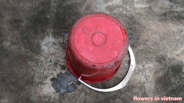 Plant an anthurium to know the color change of leaves смотреть онлайн