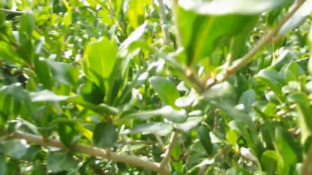 ИЮЛЬ ЗАЦВЕЛ ГРАНАТ КРЫМСКИЙ ПОЛОСАТЫЙ ПЛОДЫ НА ГЮЛОШЕ смотреть онлайн