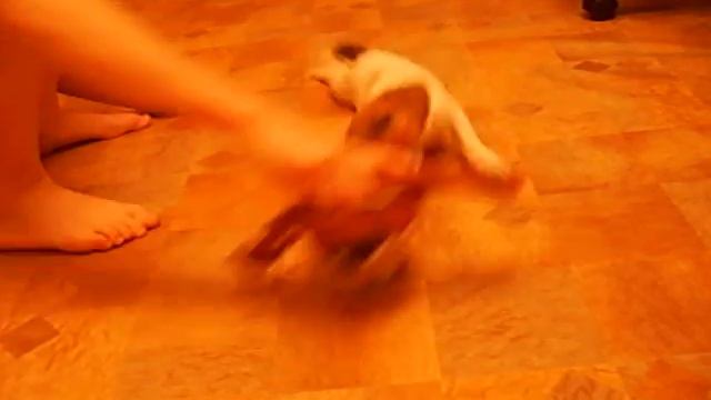 Jack Russell Джек рассел катается по полу смотреть онлайн